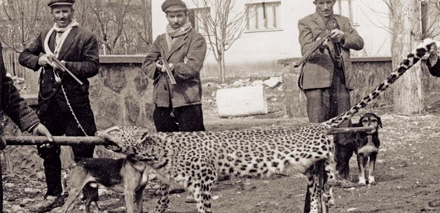 1890 yılında da leopar öldürülmüş
